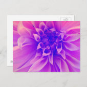 Makro-Rosa-Blume Postkarte (Vorne/Hinten)