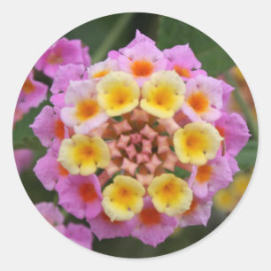 Makro: Rosa und gelbe Lantana-Blume Runder Aufkleber