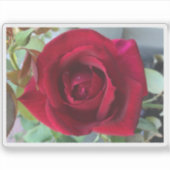 Makro Rote Rose Aufkleber (Vorderseite)