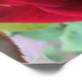 Makro Rote Rose Poster (Ecke)