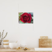 Makro Rote Rose Poster (Küche)