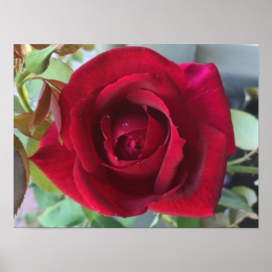 Makro Rote Rose Poster (Vorne)
