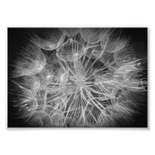Makro-Schwarz-Weiß-Puff-Blume Fotodruck (Vorne)