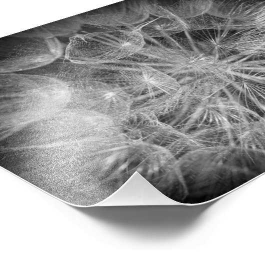 Makro-Schwarz-Weiß-Puff-Blume Fotodruck (Ecke)