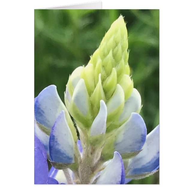 Makro von Bluebonnet (Vorne)