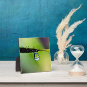 Makro-Wassertropfen Fotoplatte (InSitu)