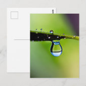 Makro-Wassertropfen Postkarte (Vorne/Hinten)