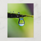 Makro-Wassertropfen Postkarte (Vorderseite)
