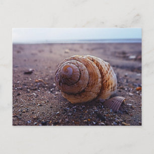 Makroansicht einer spiralen Muschel Postkarte