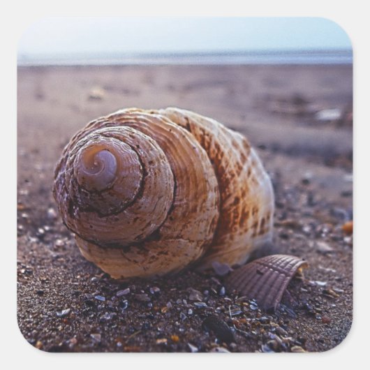 Makroansicht einer spiralen Muschel Quadratischer Aufkleber (Vorderseite)