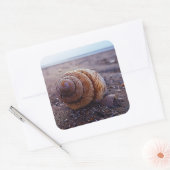 Makroansicht einer spiralen Muschel Quadratischer Aufkleber (Umschlag)