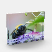 Makroaufnahme der Hummel Fotoblock (Links)