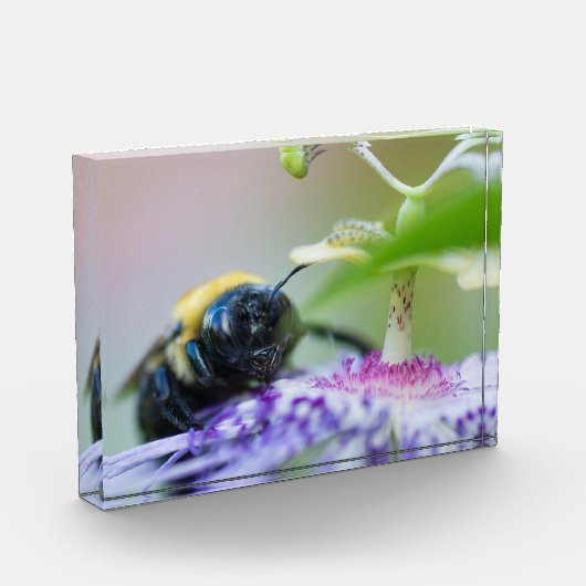 Makroaufnahme der Hummel Fotoblock (Links)