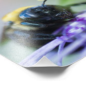 Makroaufnahme der Hummel Fotodruck (Ecke)