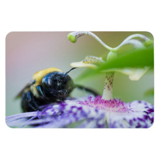 Makroaufnahme der Hummel Magnet