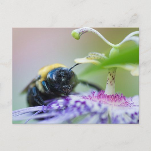 Makroaufnahme der Hummel Postkarte (Vorderseite)
