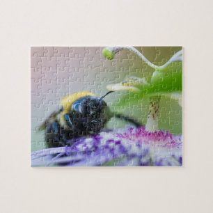 Makroaufnahme der Hummel Puzzle