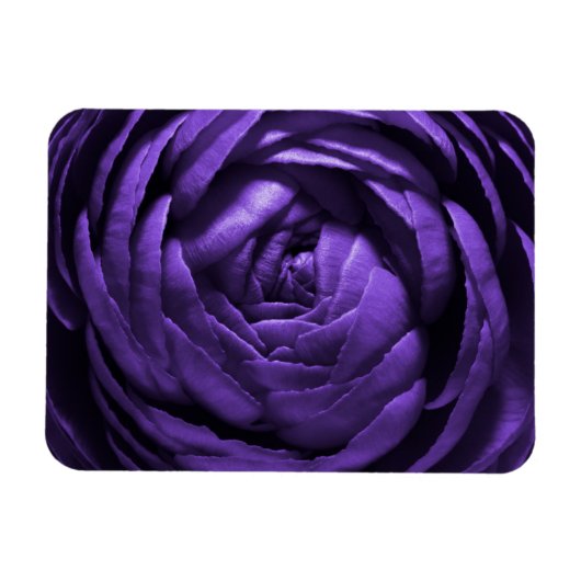 Makroaufnahme der lila Blume Magnet (Horizontal)