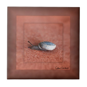 Makroaufnahme der Schnecke auf der Terracotta Fliese