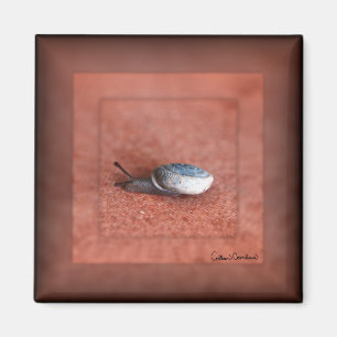 Makroaufnahme der Schnecke auf der Terracotta Magnet