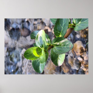 Makroaufnahme grüner Blätter – Botanischer Fotodru Poster