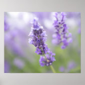 Makrobild der Lavendel-Blume mit sehr vielen Poster (Vorne)