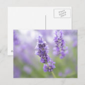 Makrobild der Lavendel-Blume mit sehr vielen Postkarte (Vorne/Hinten)