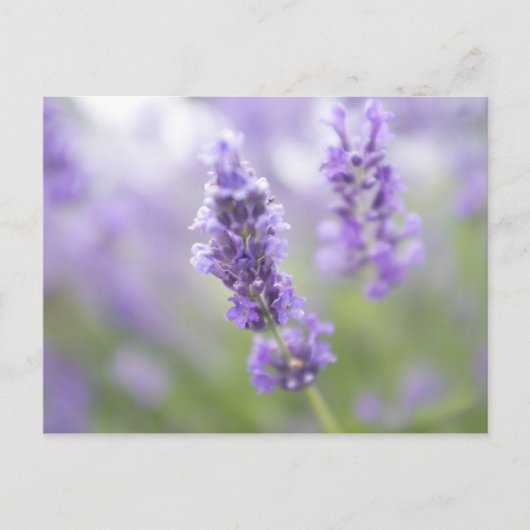 Makrobild der Lavendel-Blume mit sehr vielen Postkarte (Vorderseite)