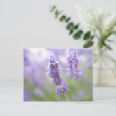 Makrobild der Lavendel-Blume mit sehr vielen Postkarte (Stehend Vorderseite)