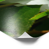 Makrobild einer Cherokee-Rose Fotodruck (Ecke)