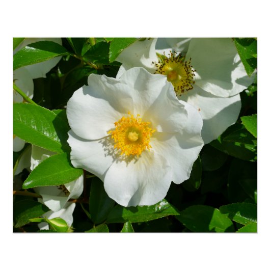 Makrobild einer Cherokee-Rose Poster (Vorderseite)