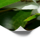 Makrobild einer Cherokee-Rose Poster (Ecke)