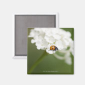 Makrobild eines Ladybird auf einer wilden Blume Magnet (Vorderseite/Rückseite)