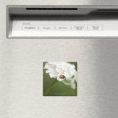 Makrobild eines Ladybird auf einer wilden Blume Magnet (In Situ (Geschirrspüler))