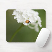 Makrobild eines Ladybird auf einer wilden Blume Mousepad (Mit Mouse)