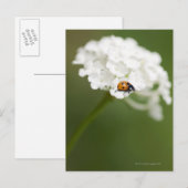 Makrobild eines Ladybird auf einer wilden Blume Postkarte (Vorne/Hinten)
