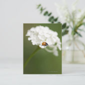Makrobild eines Ladybird auf einer wilden Blume Postkarte (Stehend Vorderseite)