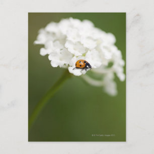 Makrobild eines Ladybird auf einer wilden Blume Postkarte