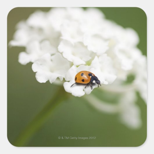 Makrobild eines Ladybird auf einer wilden Blume Quadratischer Aufkleber (Vorderseite)