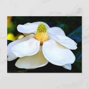 Makrobild Magnolia-Blume Postkarte