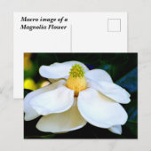 Makrobild Magnolia-Blume Postkarte (Vorne/Hinten)