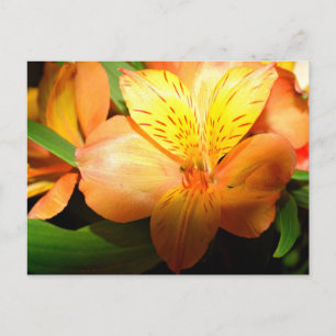 Makrobild mit Blume der Taglilie Postkarte