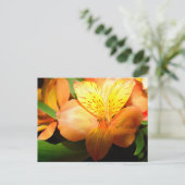 Makrobild mit Blume der Taglilie Postkarte (Stehend Vorderseite)