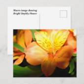 Makrobild mit Blume der Taglilie Postkarte (Vorne/Hinten)