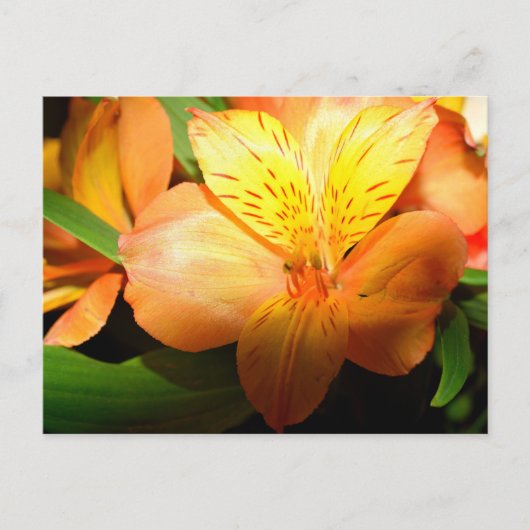 Makrobild mit Blume der Taglilie Postkarte (Vorderseite)