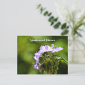 Makrobild mit Spiderwort-Blume Postkarte (Stehend Vorderseite)