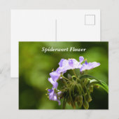 Makrobild mit Spiderwort-Blume Postkarte (Vorne/Hinten)