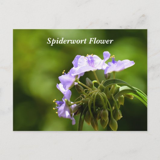 Makrobild mit Spiderwort-Blume Postkarte (Vorderseite)