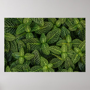 MAKROFOTO DER GRÜNEN GELEISTETEN PFLANZE POSTER