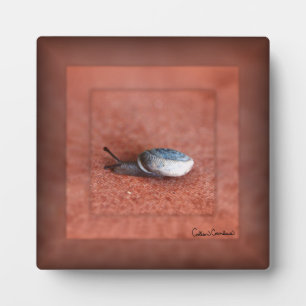 Makrofoto einer Schnecke auf Terrakotta Fotoplatte